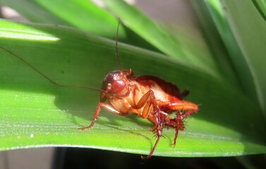 American cockroach on leaves background, closeup