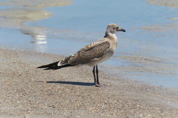 Seagulls on the beach in Atlantic coast of North Florida