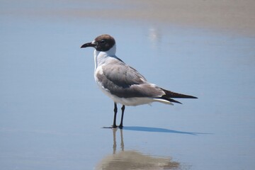 Seagulls on the beach in Atlantic coast of North Florida