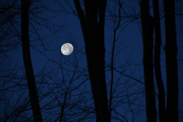 December Moon through the Trees