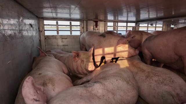 Close up view of a pig animal transport inside a truck ona ferry in Germany ona. sunny day. The pigs are watching and looking around.