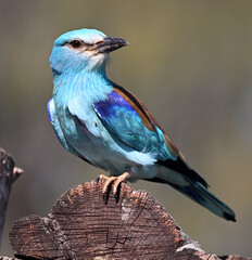 una carraca europea azul en el campo
