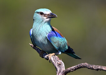una carraca europea azul en el campo