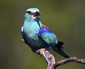 una carraca europea azul en el campo