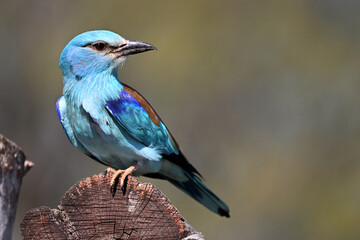 una carraca europea azul en el campo