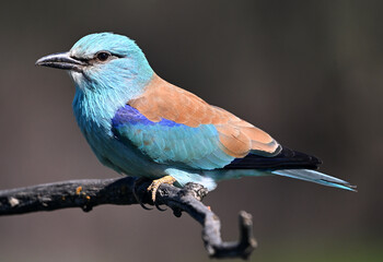 una carraca europea azul en el campo