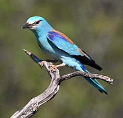 una carraca europea azul en el campo