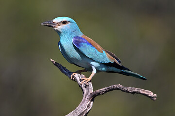 una carraca europea azul en el campo