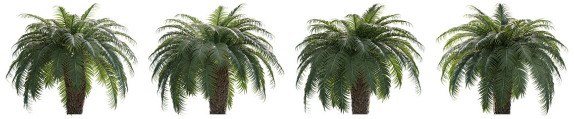 3D realistic palm tree with dense fronds and short trunk. Ideal for tropical architectural visualization, landscaping, or environmental 3D scenes