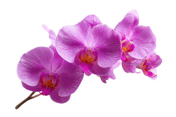 Close-up of three vibrant pink orchids