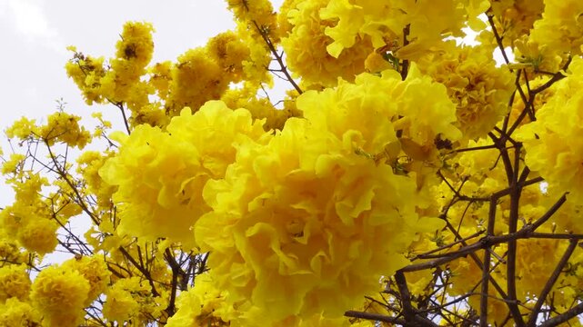 Vibrant close-up of yellow ipe flowers in detail