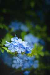 Blue-leaved jasmine (Plumbago)