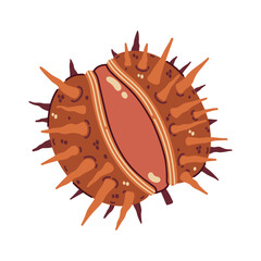 Horse chestnut vector illustration. Ripe seasonal nut in cracked prickly shell. Fruit of wild plant, conker seed. Clip art for Thanksgiving day, botanical design, autumn decorations. Hand drawn doodle