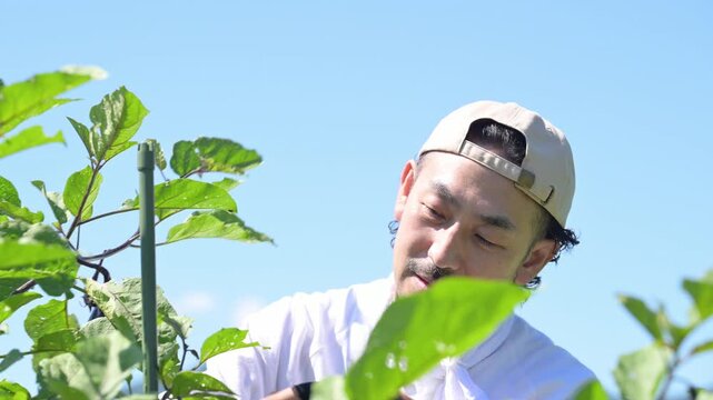 畑で野菜を収穫する愛でる男性　農家や農業で働くする人のイメージの動画