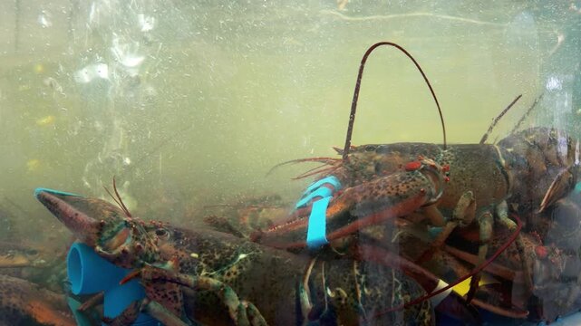 Close-up of lobsters in an aquarium filled with sea water under artificial lighting. The intricate shell patterns and vivid colors are clearly visible.