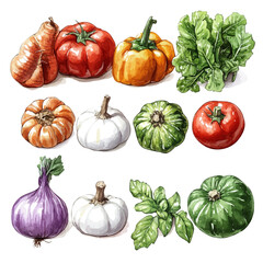 Colorful Harvest Vegetables, watercolor drawing vector, isolated on a white background.