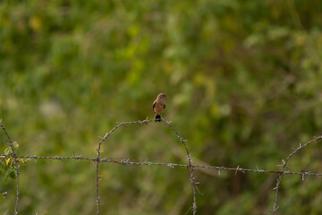 A small Pied bushchat bird perched on the fence  wall,  and elegant posture. The blurred lush green natural background.