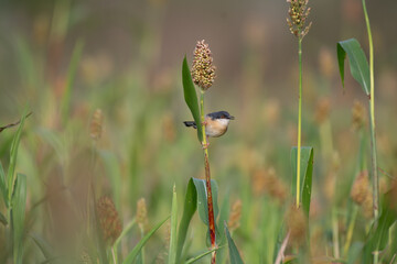 A small, vibrant Ashy prinia perched on a seed stub , set against a soft, blurred natural background.