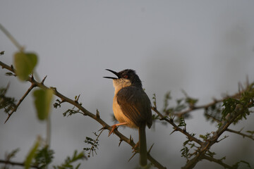 A small, vibrant Ashy prinia perched on a small branch  , set against a soft, blurred natural background.