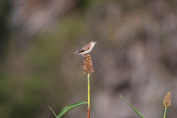 A small, vibrant silver bill  perched on a seed stub , set against a soft, blurred natural background.