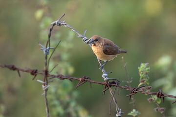 A vibrant small  Scaly breasted Munia perched on a thin branch with fresh green leaves, set against a soft blurred background.