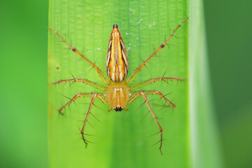 Close-up of a spider living on grass in a rural area.