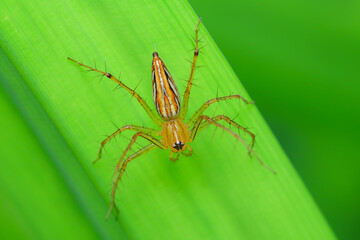Close-up of a spider living on grass in a rural area.