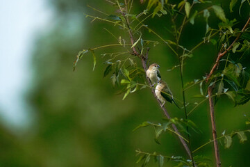 Two vibrant small  Silver bills birds perched on a thin branch with fresh green leaves, set against a soft blurred background.