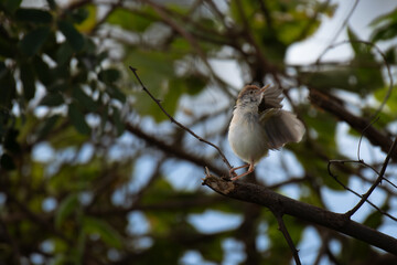 A vibrant small Common Tailor bird perched on a thin branch with fresh green leaves, set against a soft blurred background.