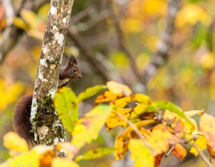 Obraz premium Squirrel on a tree in autumn