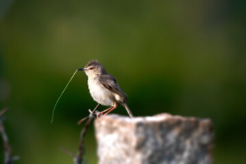 A small plain Prinia perched on a branch with a green background. The tiny bird with brown and...