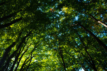 Fototapeta premium Green leaf at summer banner. Environment ecology or greenery wallpaper. Green leaf background. Nature background. Blurred background of leaves. Leaf foliage nature green background.
