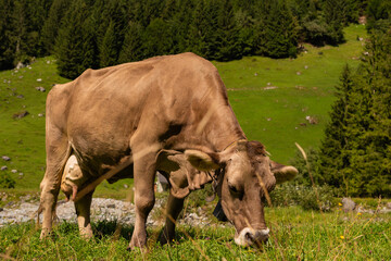 Cows on farmland. Milk farm. Cows on green grass in summer. A herd of cows grazing on green pastures in Swiss Alps. Farming and livestock. Grazing cow. Hereford cow at spring green field.