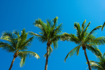 Obraz premium Palm background. Summer paradise concept. Green jungle. Tropical background. Exotic summer vibes. Palm wallpaper. Palm leaves in sunlight. Tropical design pattern. Bali summer. Tropical design.