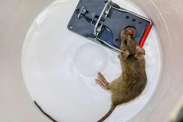 A dead rat caught in a snap trap inside a pail for removal.