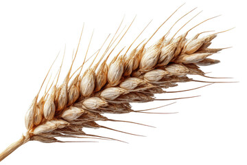 Close-up of a single wheat ear, light tan/beige color, against a black background.  Detailed view of the wheat kernels and the surrounding dry,  light brown/tan  chaff