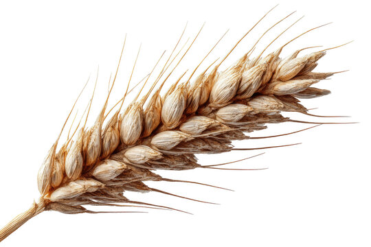 Close-up of a single wheat ear, light tan/beige color, against a black background.  Detailed view of the wheat kernels and the surrounding dry,  light brown/tan  chaff
