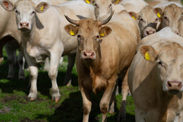 Cow in fields. Cattle ranch. Sunny meadow with grazing cow. Herd of cows on a grassy meadow. Cattle in nature. Pastures with cow. Rural livestock. Grazing cow.