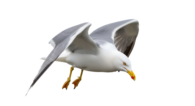 Seagull Isolated on Transparent Background