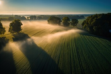 A serene view of misty fields at dawn, showcasing lush greenery and trees under soft light, creating a tranquil rural landscape.