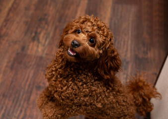 Cute brown poodle on wooden floor