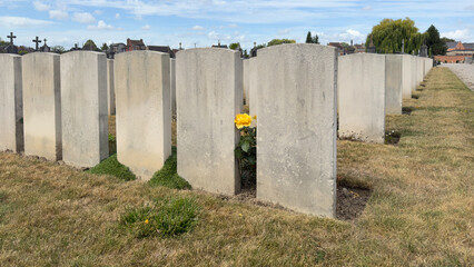 A single flower of hope and remembrance among the graves of fallen soldiers in a Commonwealth war cemetery