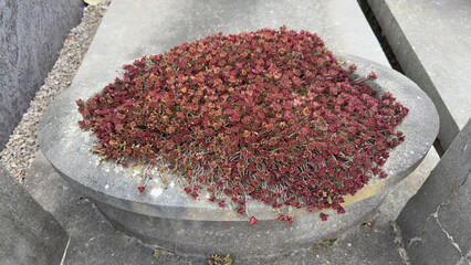 A succulent plant growing on a grave