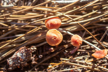 Seta del bosque de Pinos