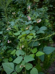 green leaves and flowers