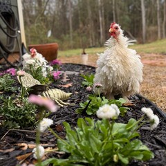 Frizzle hen chickens