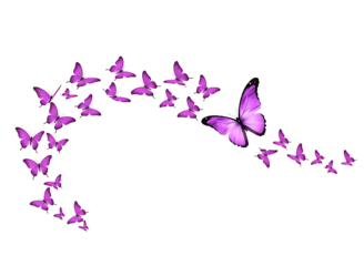 Colorful butterfly swirl isolated on transparent background