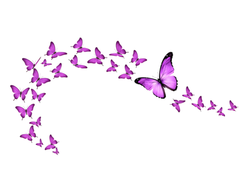Colorful butterfly swirl isolated on transparent background