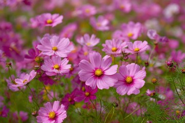 A field of pink cosmos flowers with yellow centers create a vibrant and colorful scene