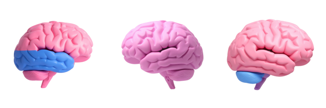 Three Pink Brains Anatomical Illustration Depicting Different Perspectives with Blue Parts and Transparent Background